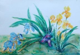 Irises in the garden
